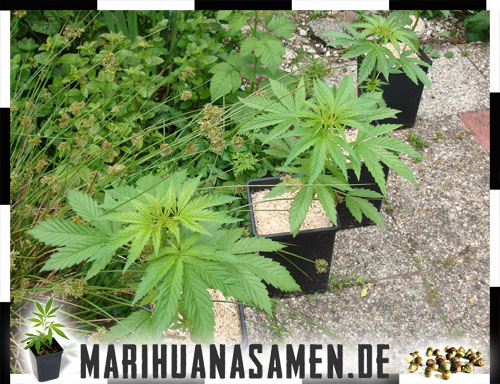 Marihuana Pflanzen Raussetzen