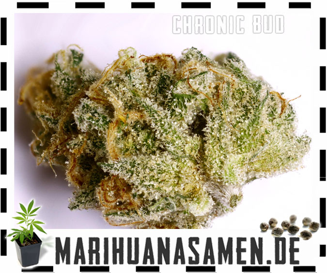 Chronic Cannabis Bud