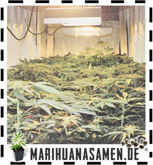 Indoor Marihuana Aufzucht