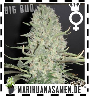 Weibliche Big Bud Cannabis Samen